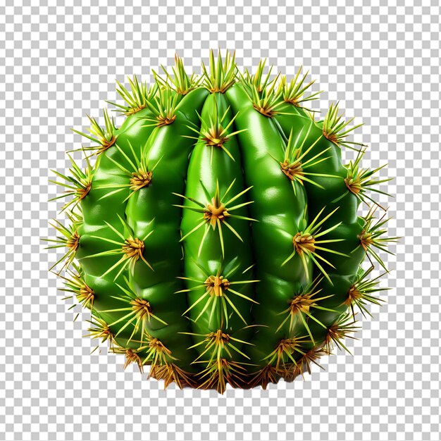 PSD 투명한 배경에 단독으로 분리 된 신선한 prickly