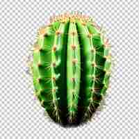 PSD fresh prickly single isolated on transparent background