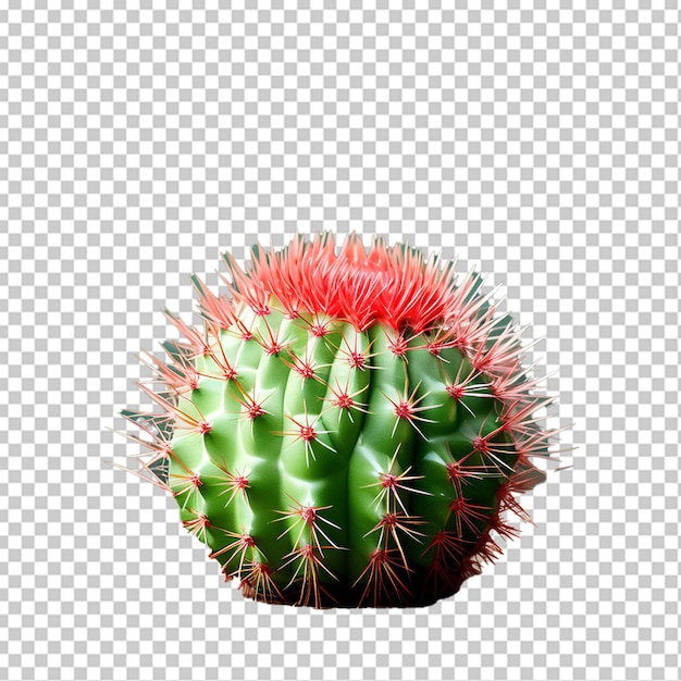 PSD fresh prickly single isolated on transparent background