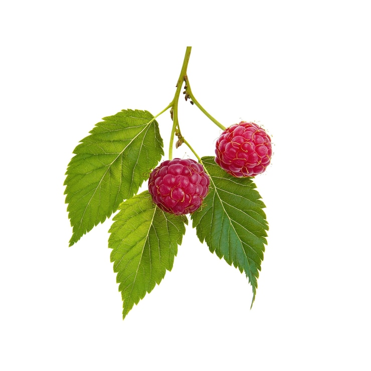 PSD fresh raspberries on branch with green leaves
