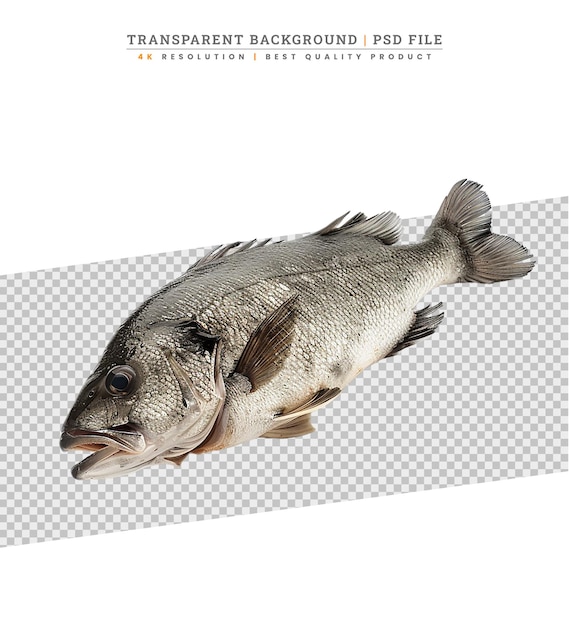 Fresh raw seabass fish isolated on white background top view