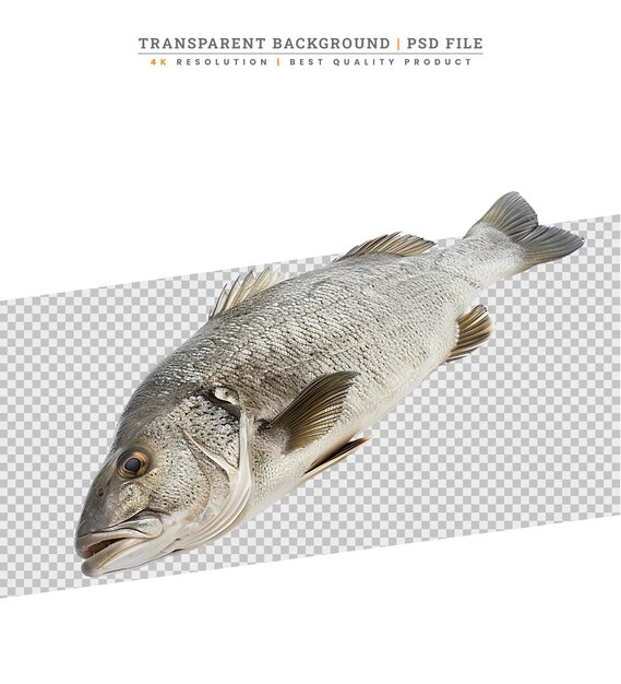 PSD fresh raw seabass fish isolated on white background top view