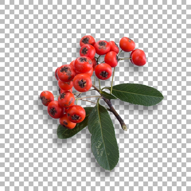 PSD fresh red berries decoration for your project ornament design