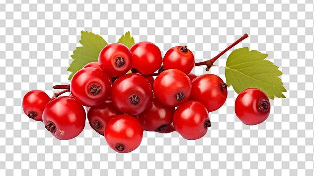 A fresh red hawthorn berry png