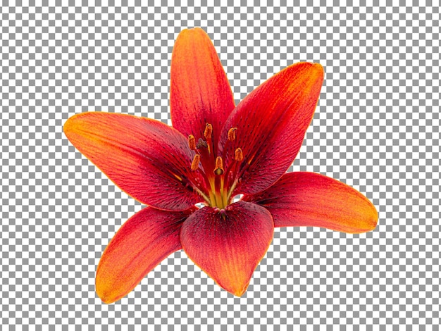Fresh red lily flower isolated on transparent background