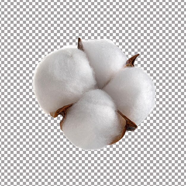 PSD fresh ripe cotton ball flower isolated on transparent background