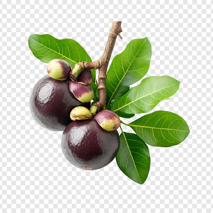 PSD fresh ripe jabuticaba fruits branch with green leaves