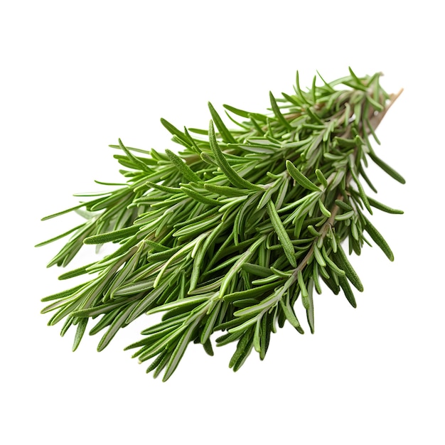 Fresh Rosemary Sprig