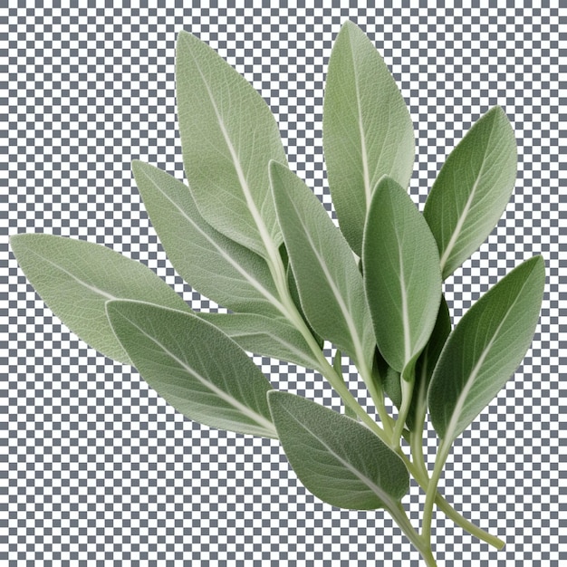 PSD fresh sage leaves