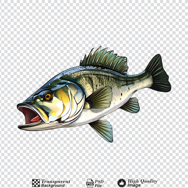 Fresh sea bass fish isolated on transparent background