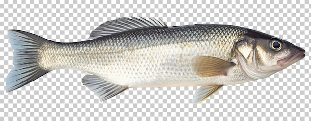 PSD fresh sea bass fish isolated on transparent or white background png