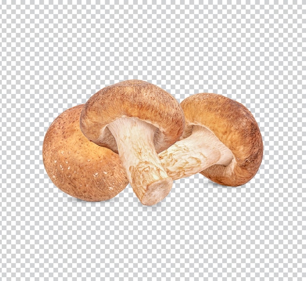 Fresh shiitake mushroom isolated premium psd