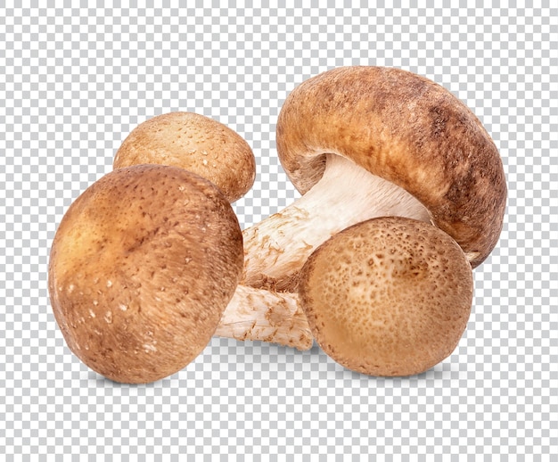 Funghi shiitake freschi isolati psd premium