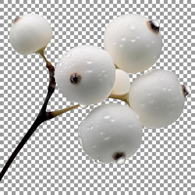 Fresh snowberries isolated on transparent background