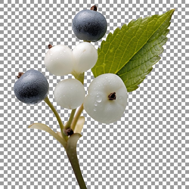 PSD fresh snowberries isolated on transparent background