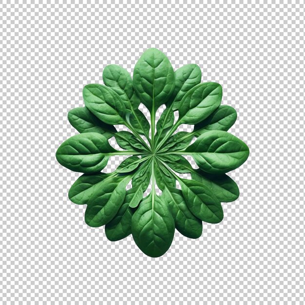 PSD fresh spinach leaves isolated transparent background ai generative