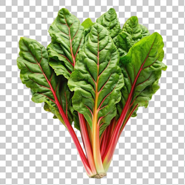 スイス・チャード (swiss chard) 透明な背景に描かれた新鮮な野菜