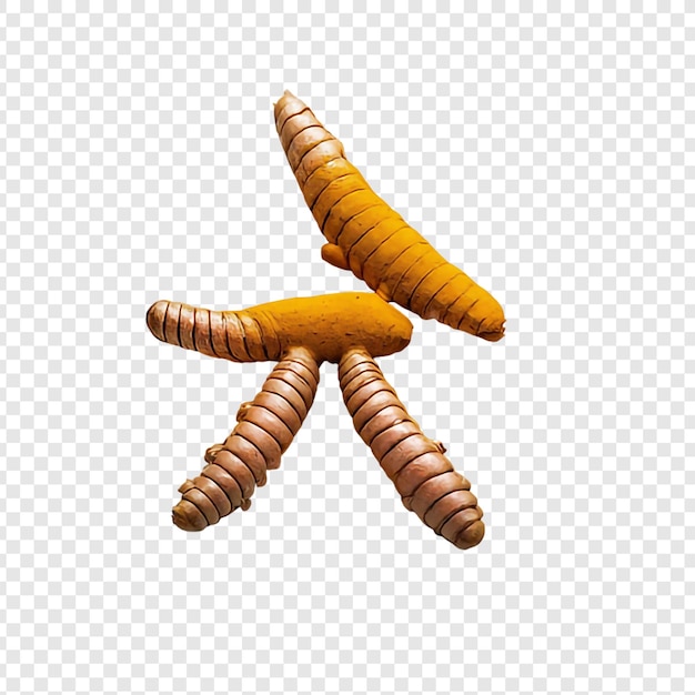 Fresh turmeric root and powder png isolated on transparent background premium psd