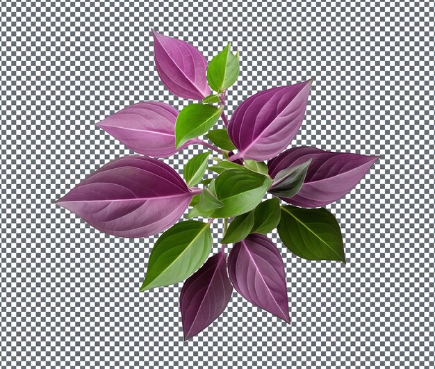 PSD fresh wandering jew leaf isolated on transparent background