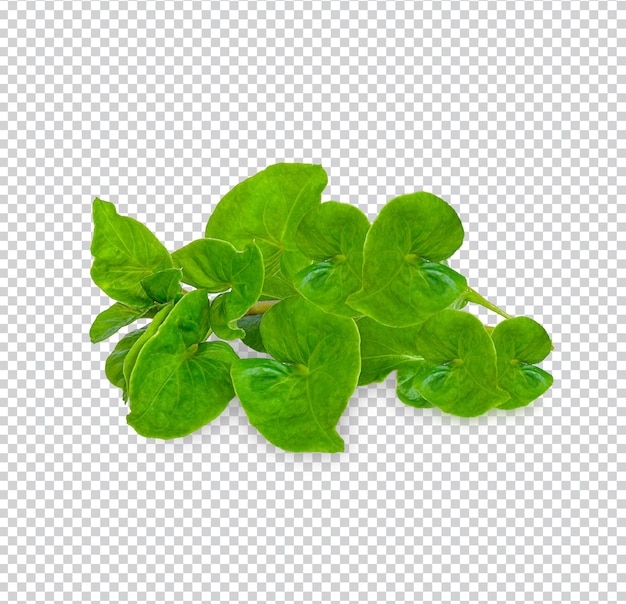 PSD fresh watercress isolated premium psd