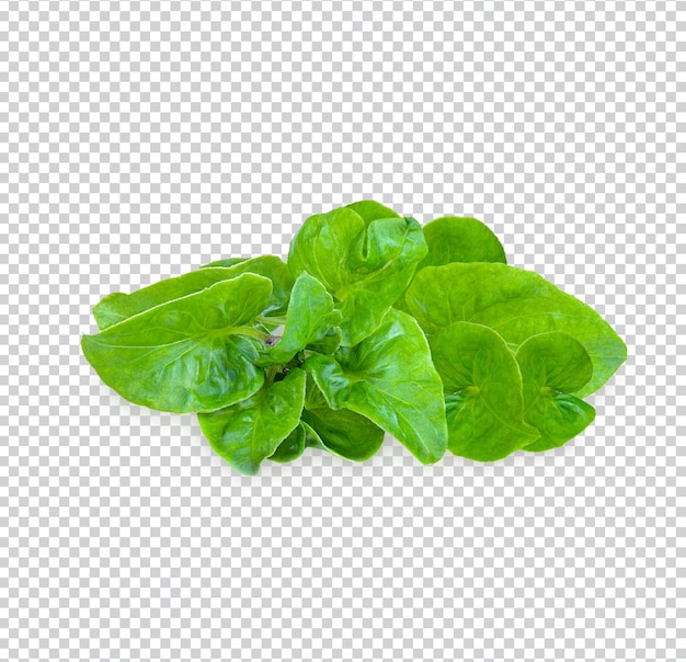 Fresh watercress isolated premium psd