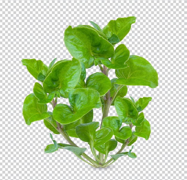 PSD fresh watercress isolated premium psd