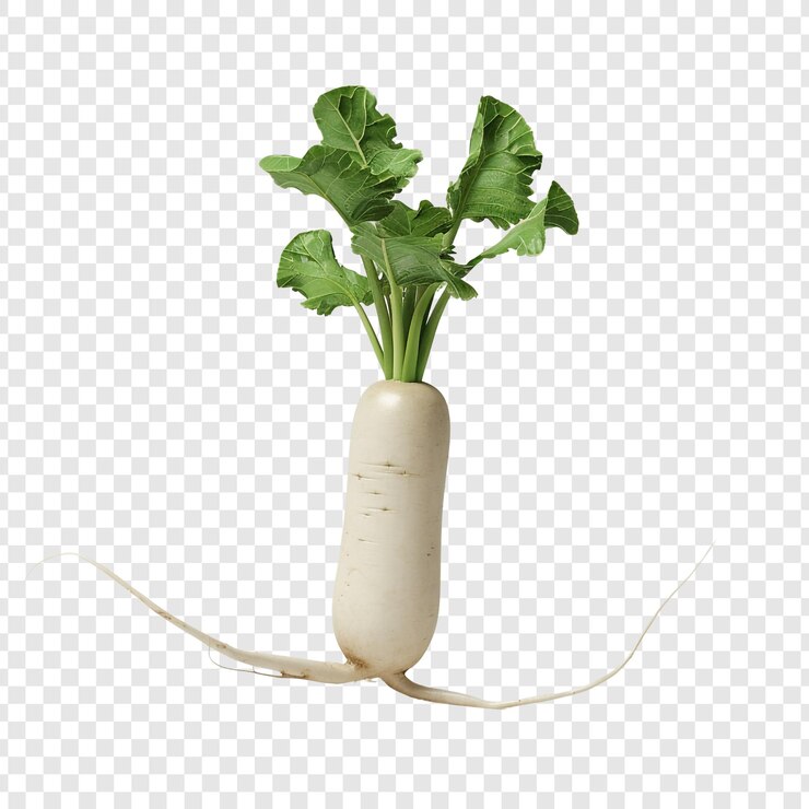 PSD fresh white radish with green leaves
