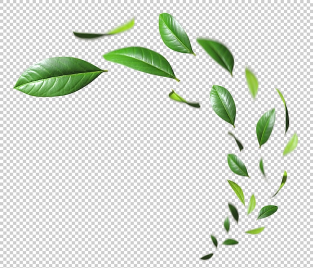 Freshness green leaves floating fly cutout transparent backgrounds 3d render