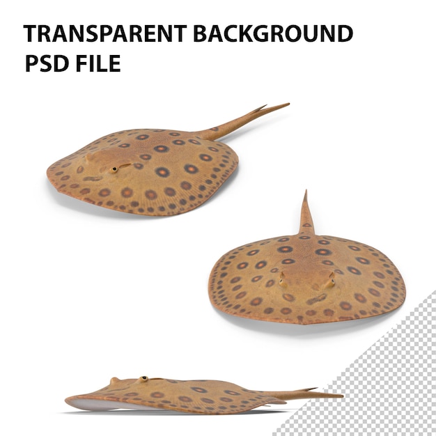 PSD freshwater stingray png