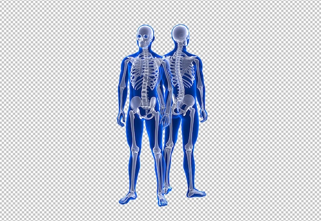 Vista anteriore e posteriore dello scheletro umano