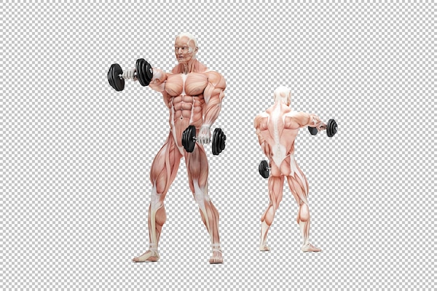 PSD front raises shoulders exercise anatomical illustration