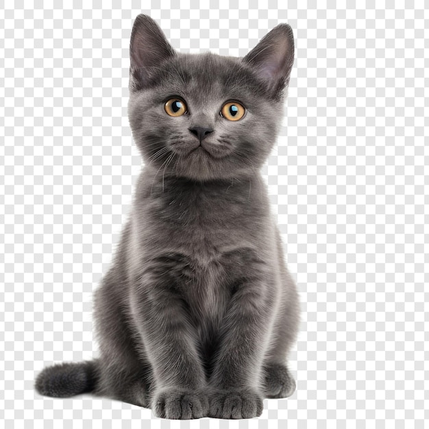 Front view full body shot of a chartreux kitten smiling isolated on transparency background psd