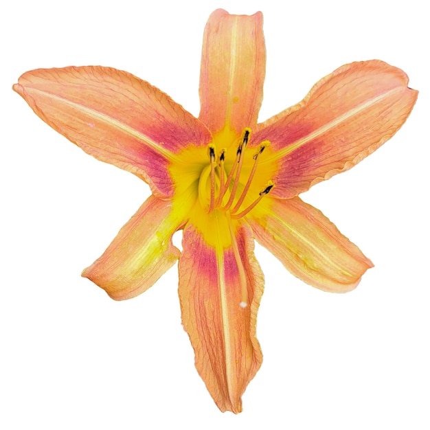 Front view of a lily flower without background