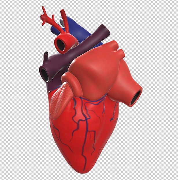 PSD front view minimalistic illustration of human heart 3d model