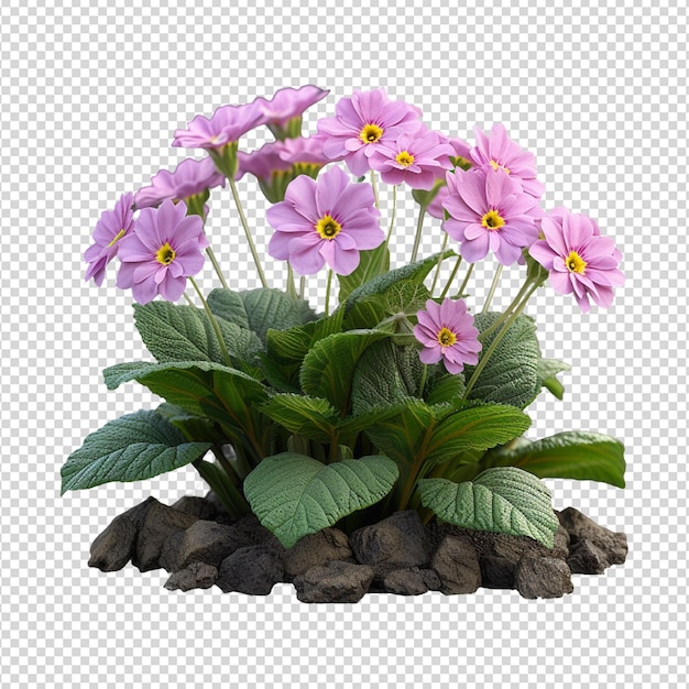 PSD 꽃 식물 인 프리라 시볼디 (primula sieboldii png) 의 앞면