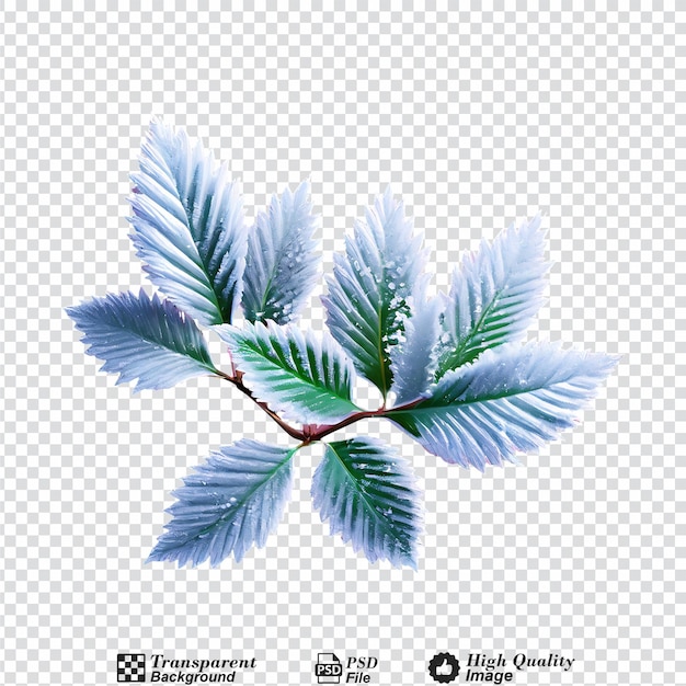 PSD frosty leaves isolated on transparent background