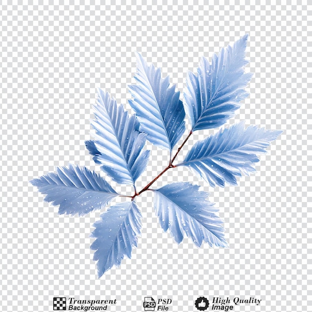 PSD frosty leaves isolated on transparent background