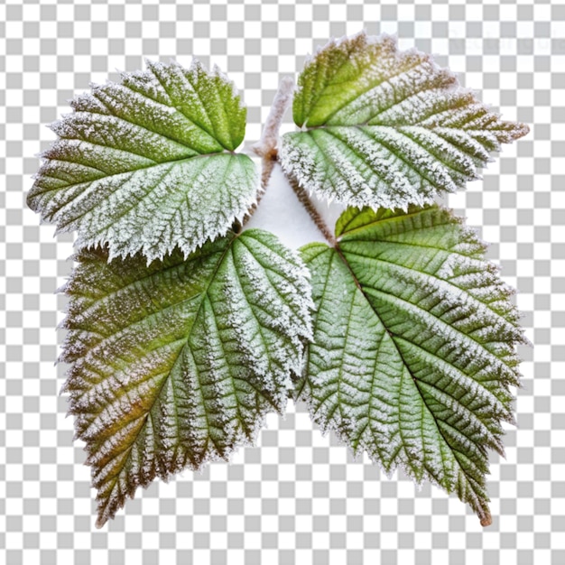 PSD 투명한 배경에 얼어붙은 잎