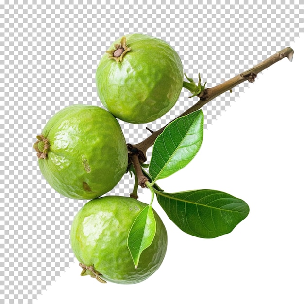 Fruits isolated on transparent background