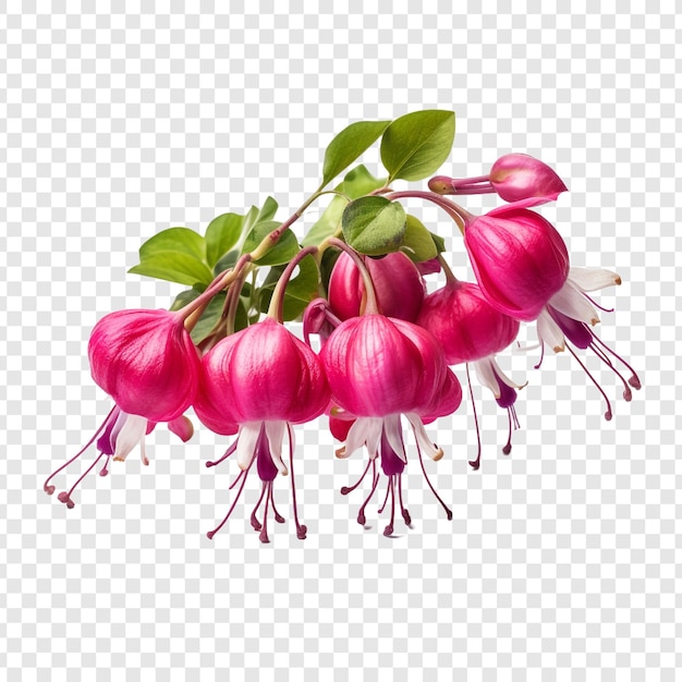 PSD fuchsia flower isolated on transparent background
