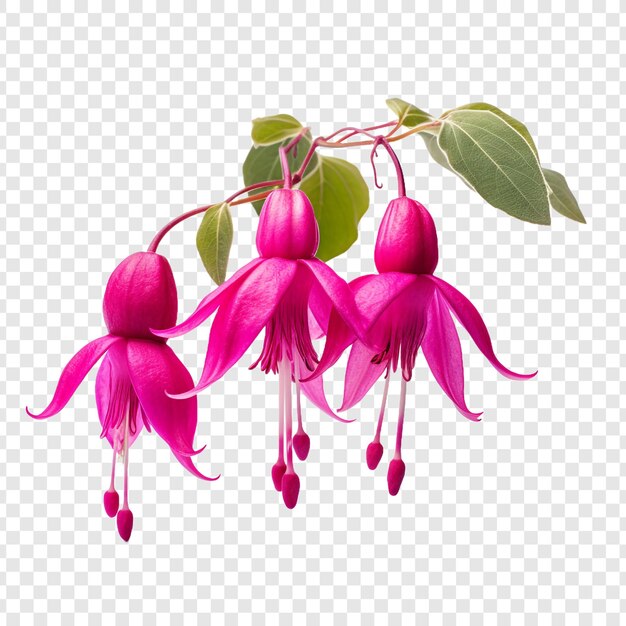 PSD fuchsia flower isolated on transparent background