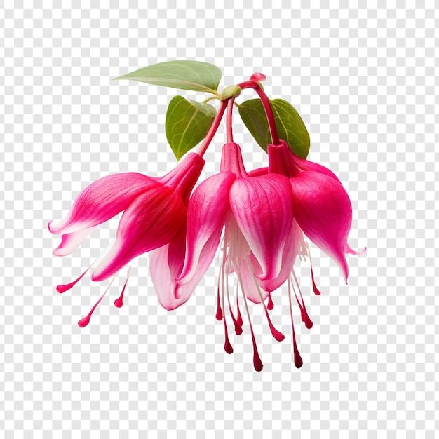 PSD fuchsia flower png isolated on transparent background