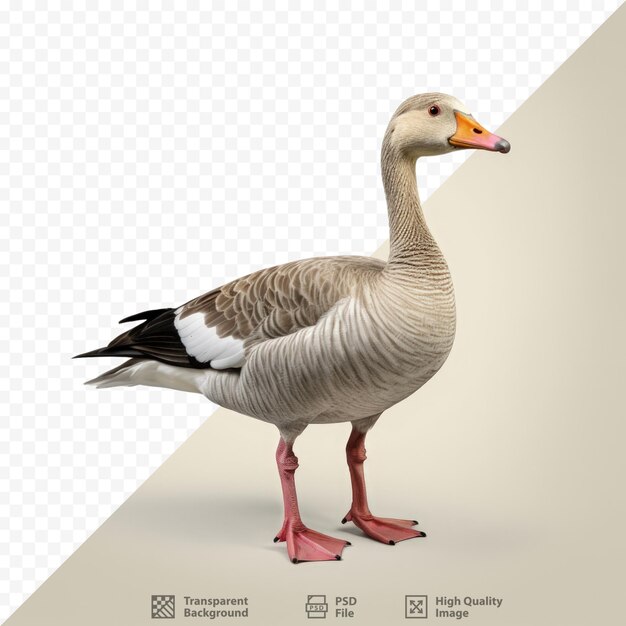 Полный вид тела greylag goose на прозрачном фоне