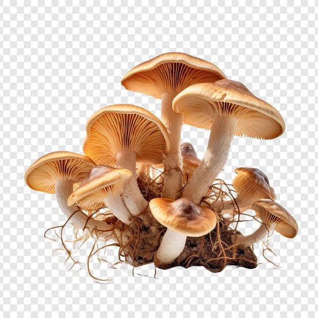 PSD fungi isolated on transparent background