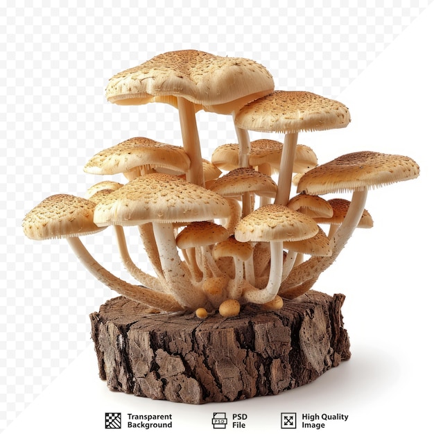 PSD fungi mushroom little mushroom