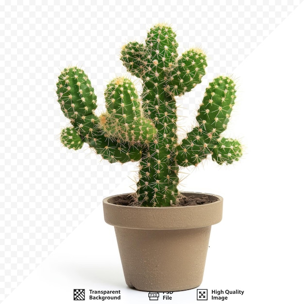 furry cactus pot on white isolated background Echinofossulocactus Phyllacanthus Lawr