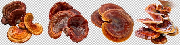 Ganoderma lucidum mushrooms isolated on transparent background