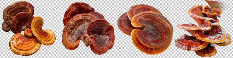 PSD ganoderma lucidum mushrooms isolated on transparent background