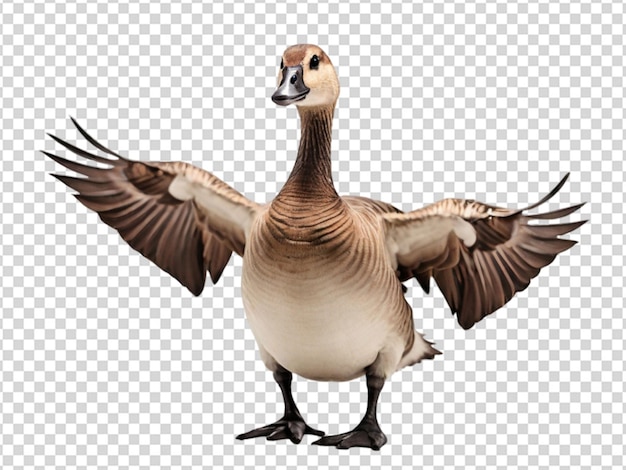 PSD gans png