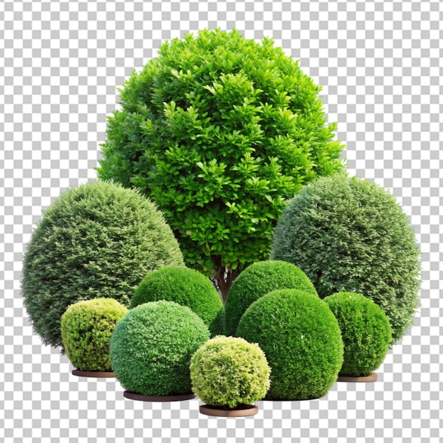 садовые кустарники png